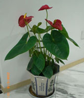 Anthurium A