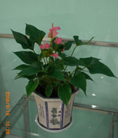 Anthurium D