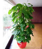 Pothos Plant: send pothos to China