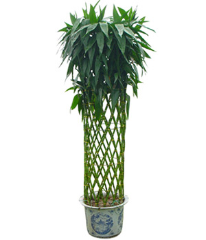 Lucky Bamboo to China