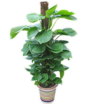 Pothos Plant Nearly Natural