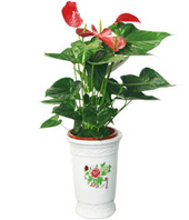 Anthurium Plant - China