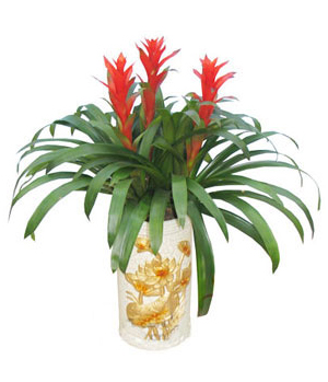 Guzmania Plant Delivery