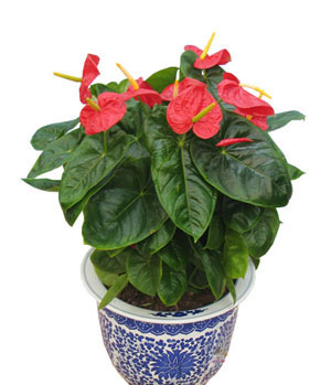 send anthurium to China