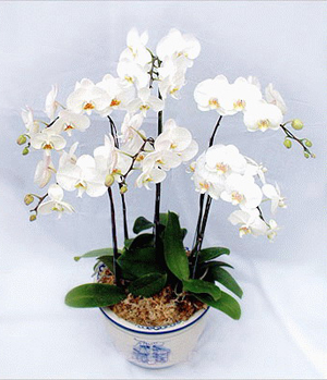 Five White Moth Orchids