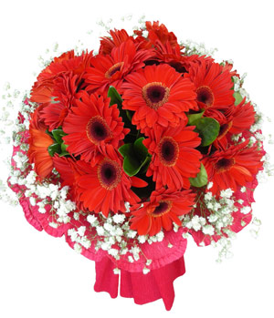 gerbera for Thank you, delivering in China