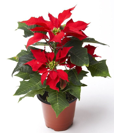 Poinsettia Plant: Chirstmas Flowers Delivery in China